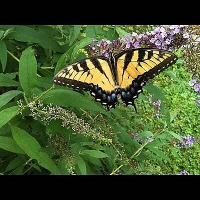 Butterfly Bush Art