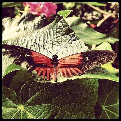 Designs Similar to #butterfly #zoo #pretty #summer