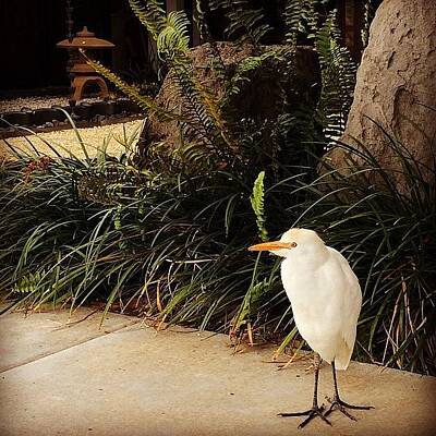 Cattle Egret Art Prints