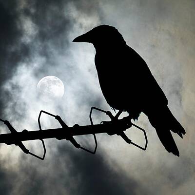 Designs Similar to Crow Against A Moonlit Sky
