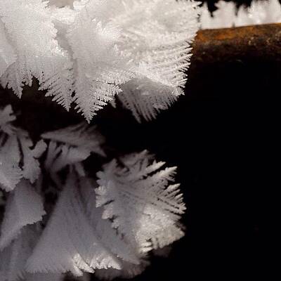Fern Frost Photos