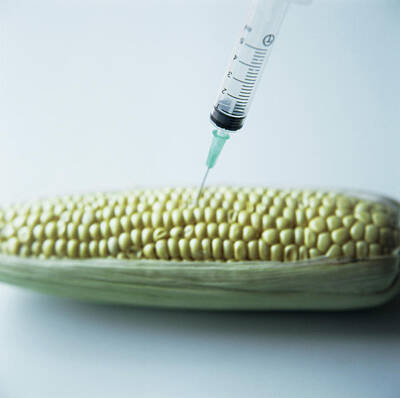 Designs Similar to Genetically Engineered Maize