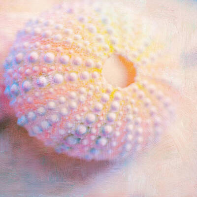 Seashell Fine Art Prints