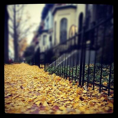 Designs Similar to #ginkoleaves #fall