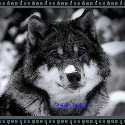 Grey Wolf Photos