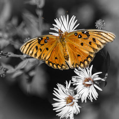 Designs Similar to Gulf Fritillary Butterfly