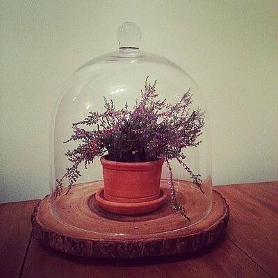 Designs Similar to Heather Under Glass