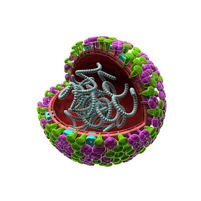 Designs Similar to Influenza Virus Structure
