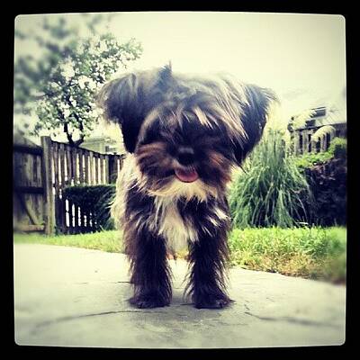 Designs Similar to Lette #shorkie #dogsofinstagram