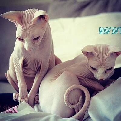 Designs Similar to Little Gee And Noonoo #sphynx