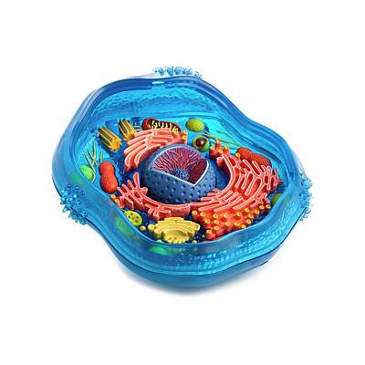 Designs Similar to Model Of An Animal Cell