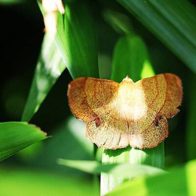 Designs Similar to #moth Hiding In The Grass