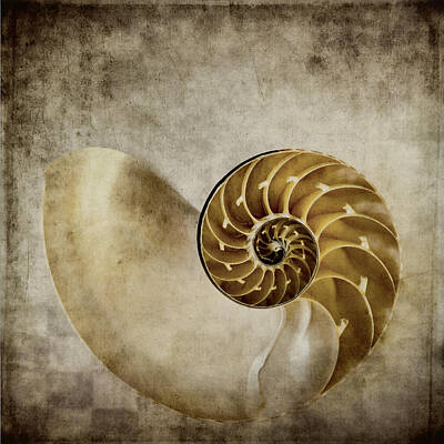 Fibonacci Spiral Art