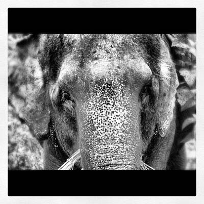 Elephant Close Up Photos
