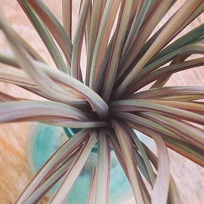 Ornamental Grass Photos