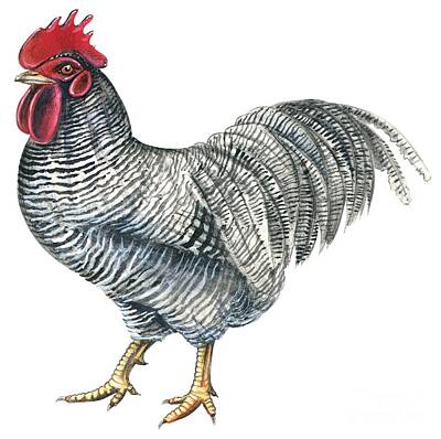 Rooster Drawings