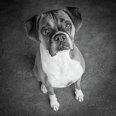 Designs Similar to Portrait Of A Boxer Dog