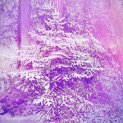 Designs Similar to Purple Spruce In The Snow