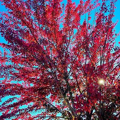 Designs Similar to Red Maple Tree, Afternoon Light