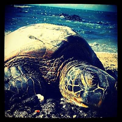 Hawaiian Sea Turtle Art