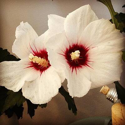 Rose Of Sharon Art