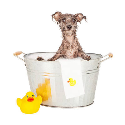 Designs Similar to Scruffy Terrier in a Bath Tub