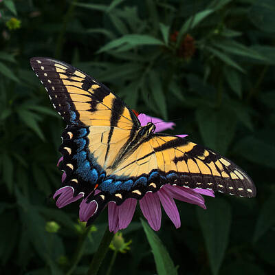 Designs Similar to Swallowtail  by Don Spenner