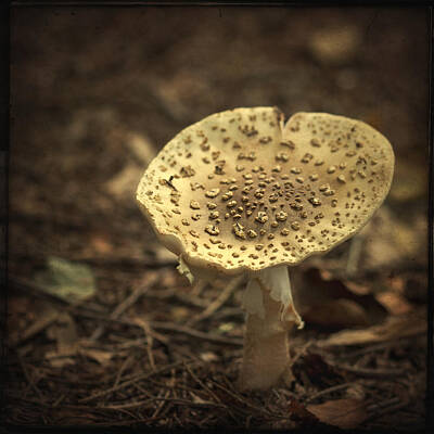 Shroom Photos