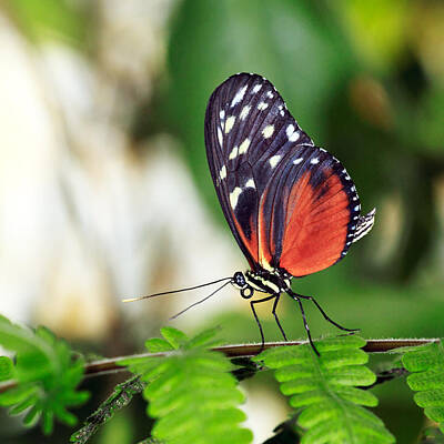 Designs Similar to Tiger Longwing Butterfly