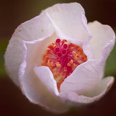 Designs Similar to White Hibiscus In Bloom #hawaii