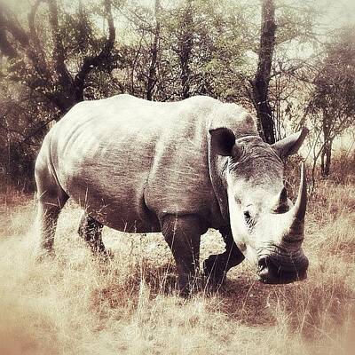 White Rhino Art