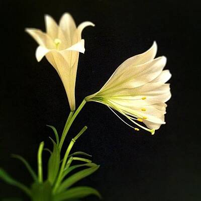 Easter Lilies Photos