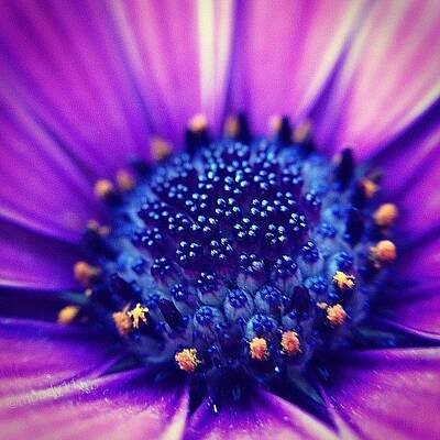 African Daisy Art