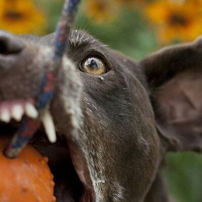 German Shorthaired Pointer Photos