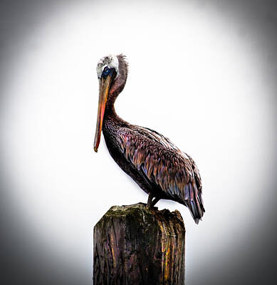 Designs Similar to Brown Pelican by Robert Bales