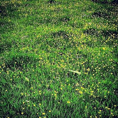 Green Meadow Photos