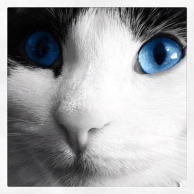 Designs Similar to Cat blue eyes