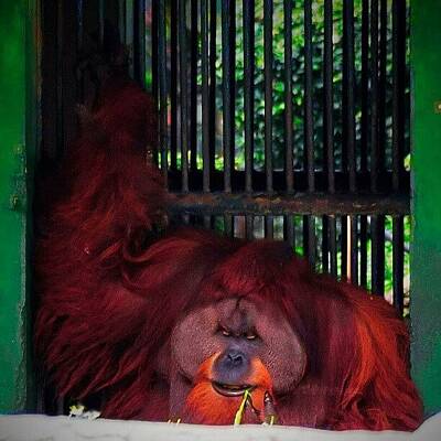 Sumatran Orangutan Photos
