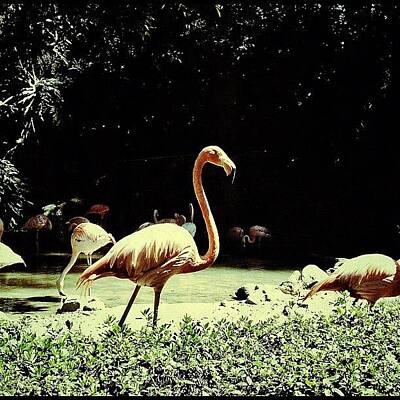 Flamingos Art Prints