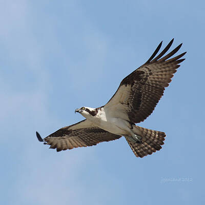 Soaring Photos Original Artwork