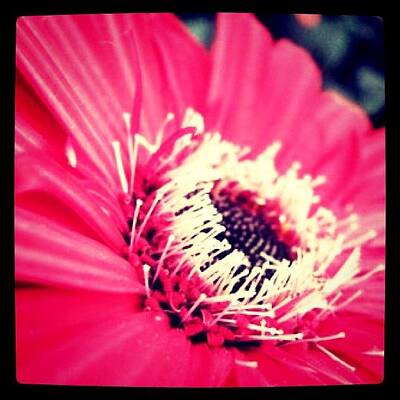 Designs Similar to #flower #pink #gerbera