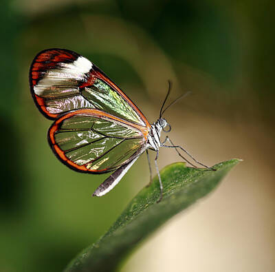Designs Similar to Glasswing Butterfly