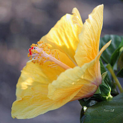 Designs Similar to Golden Hibiscus - Early Morning