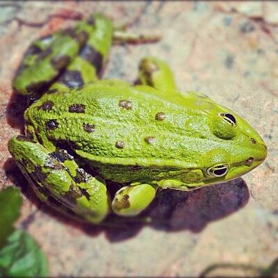 Designs Similar to Green frog sitting on stone