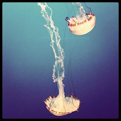 Designs Similar to #jellyfish, #acquarium, #fish