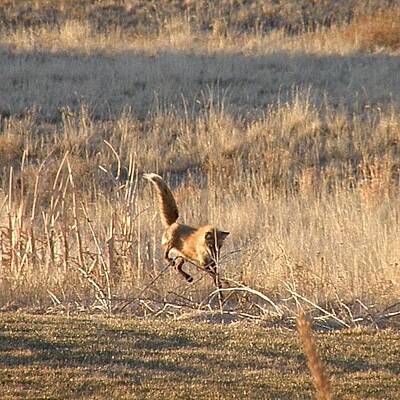Fox Hunting Art