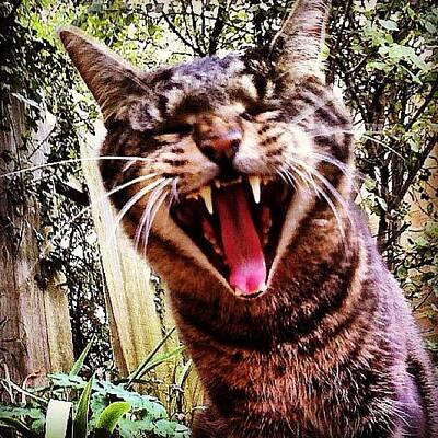 Designs Similar to Mid Yawn Or Laughing #cat #cats
