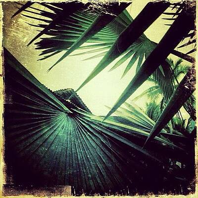 Palm Leaf Photos