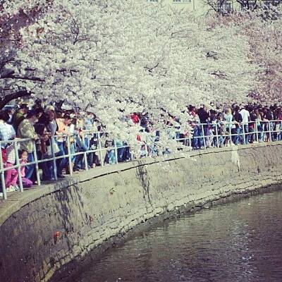 Cherry Blossom Festival Art