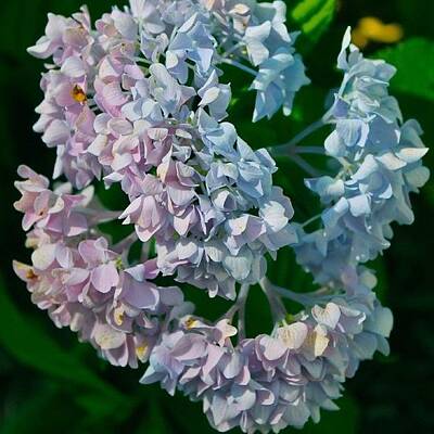 Designs Similar to Pink And Blue Hydrangea